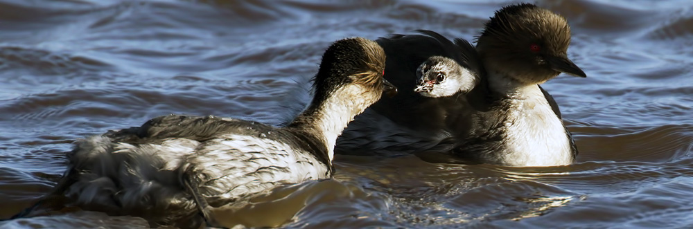 GREBES- Podicipediformes, Black-crowned night heron